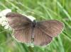 Aphantopus hyperantus